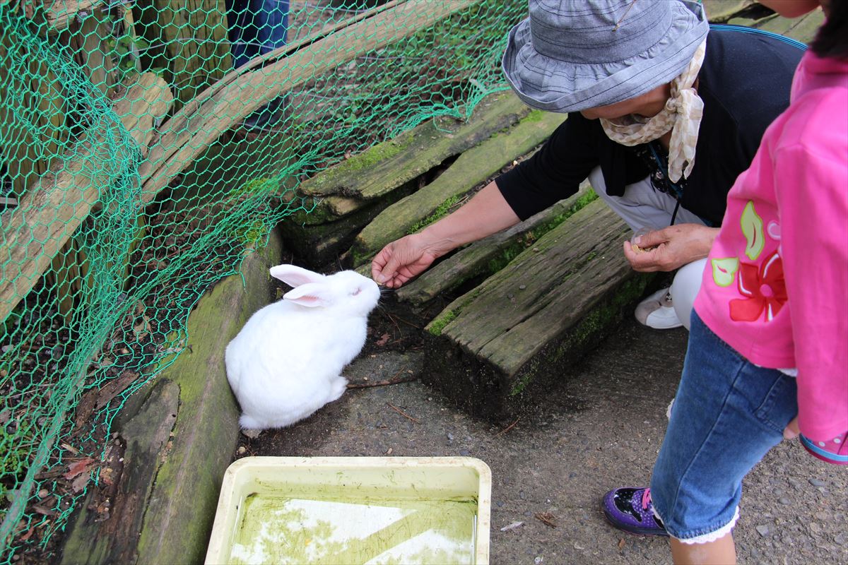 福島県の磐梯南ヶ丘牧場の可愛いウサギ