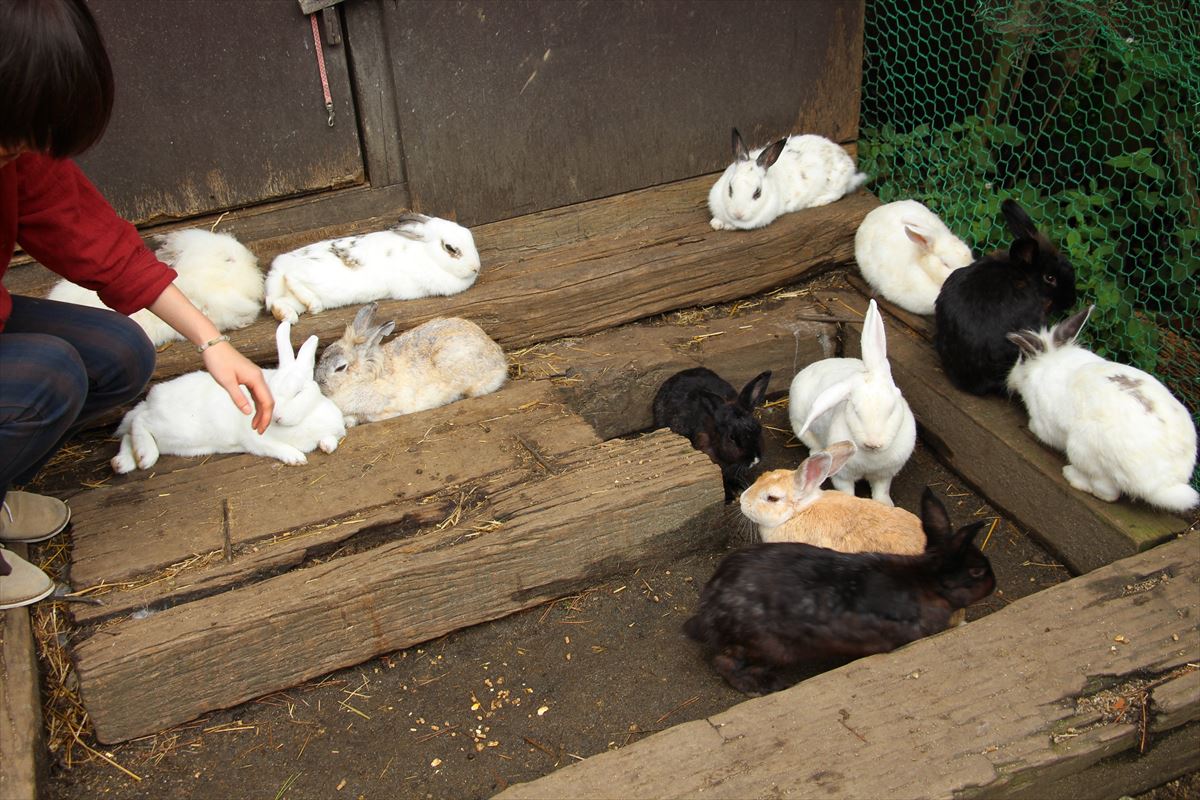 福島県の磐梯南ヶ丘牧場のウサギ