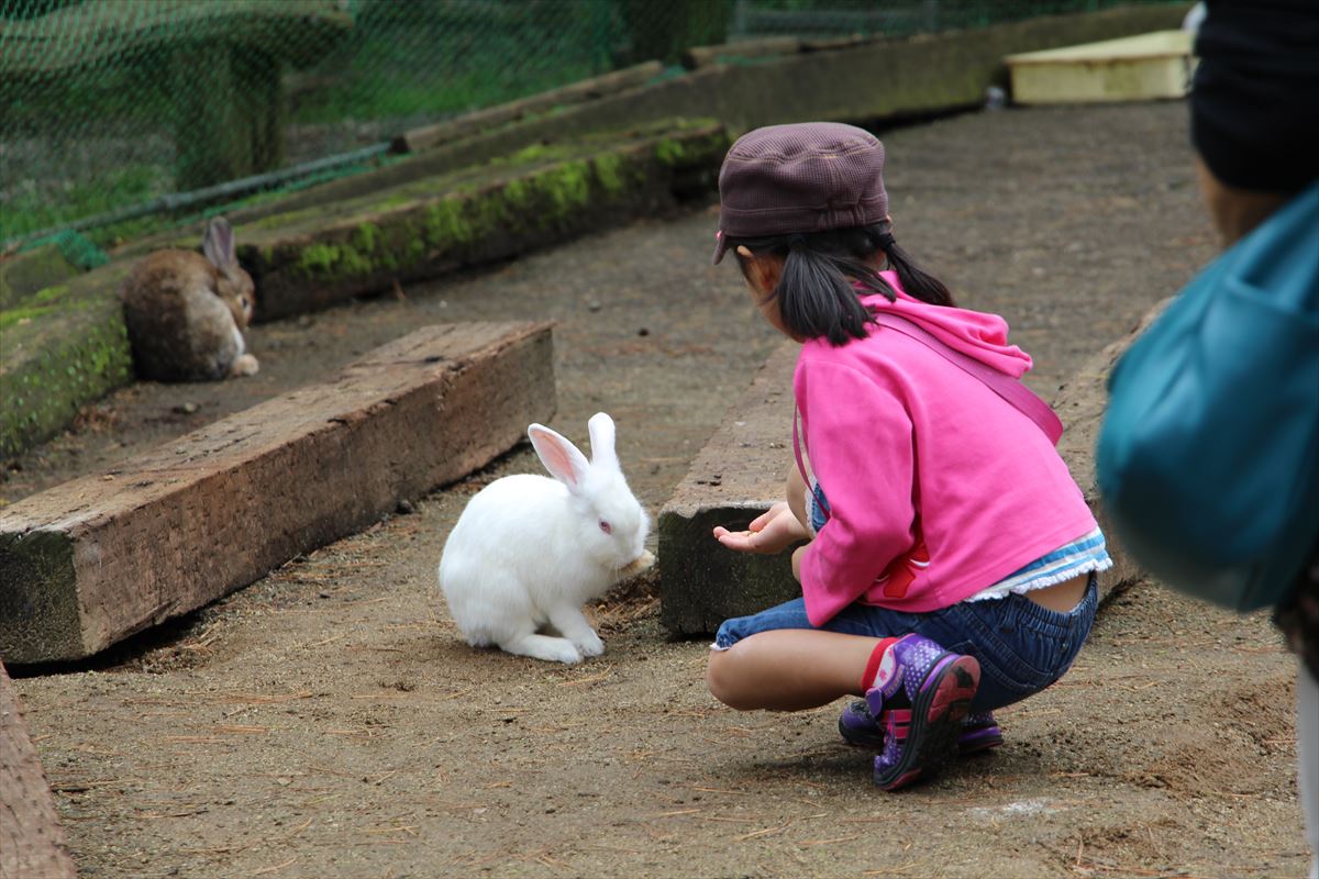 福島県の磐梯南ヶ丘牧場ではウサギにエサをあげられる