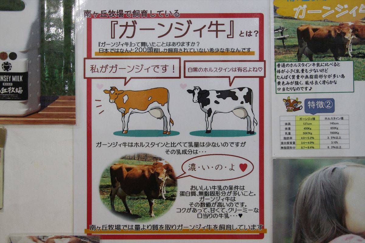 福島県の磐梯南ヶ丘牧場のガーンジィ牛